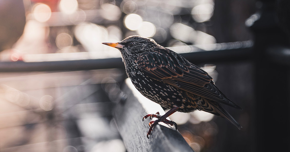 Afname vogelpopulaties in stedelijk gebied